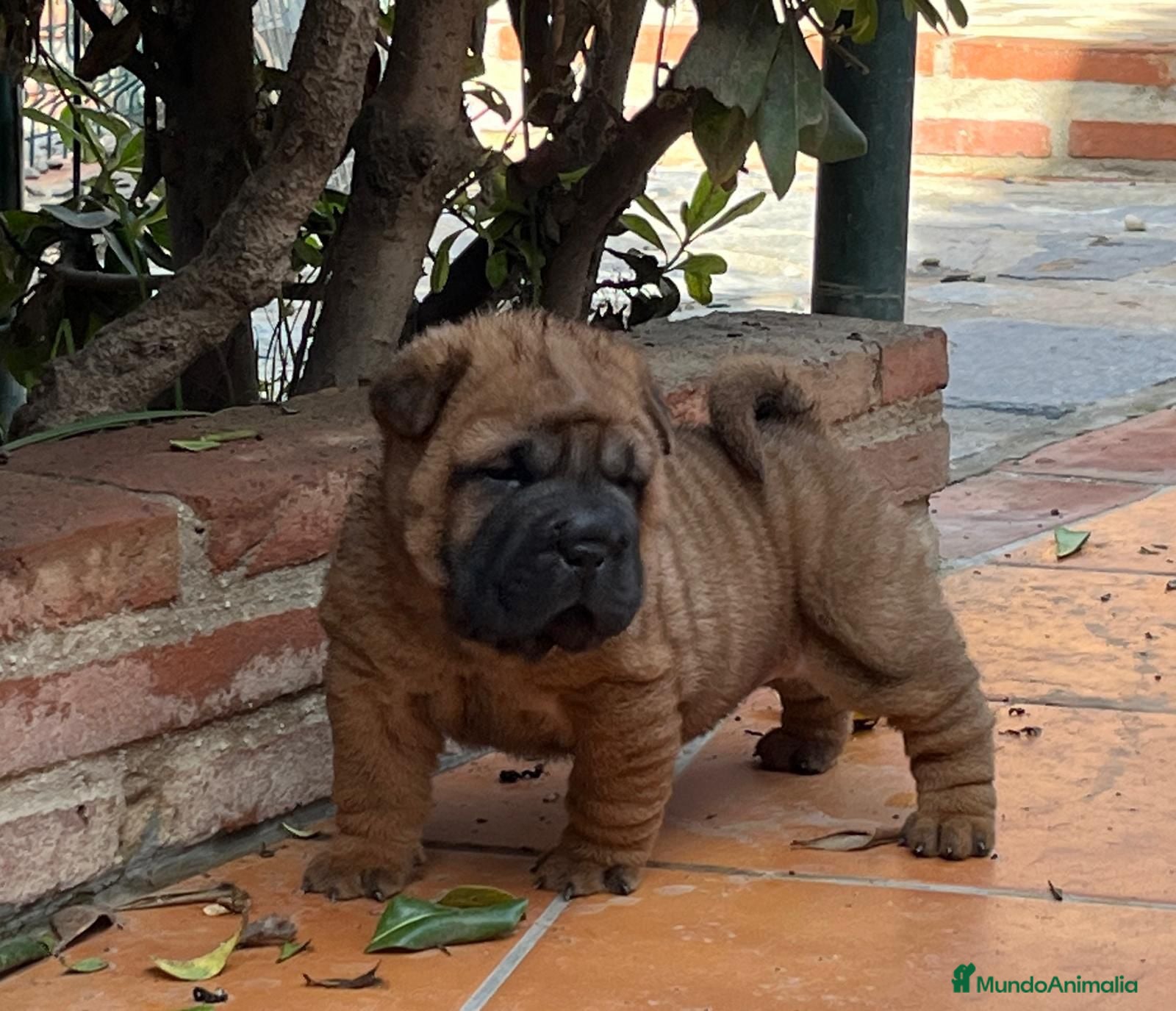 Shar Pei perros LOS SBEBES SHAR PEI DE MAS CALIDAD! en Málaga - Anuncio 9