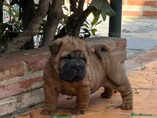 Shar Pei perros LOS SBEBES SHAR PEI DE MAS CALIDAD! en Málaga - Anuncio 27