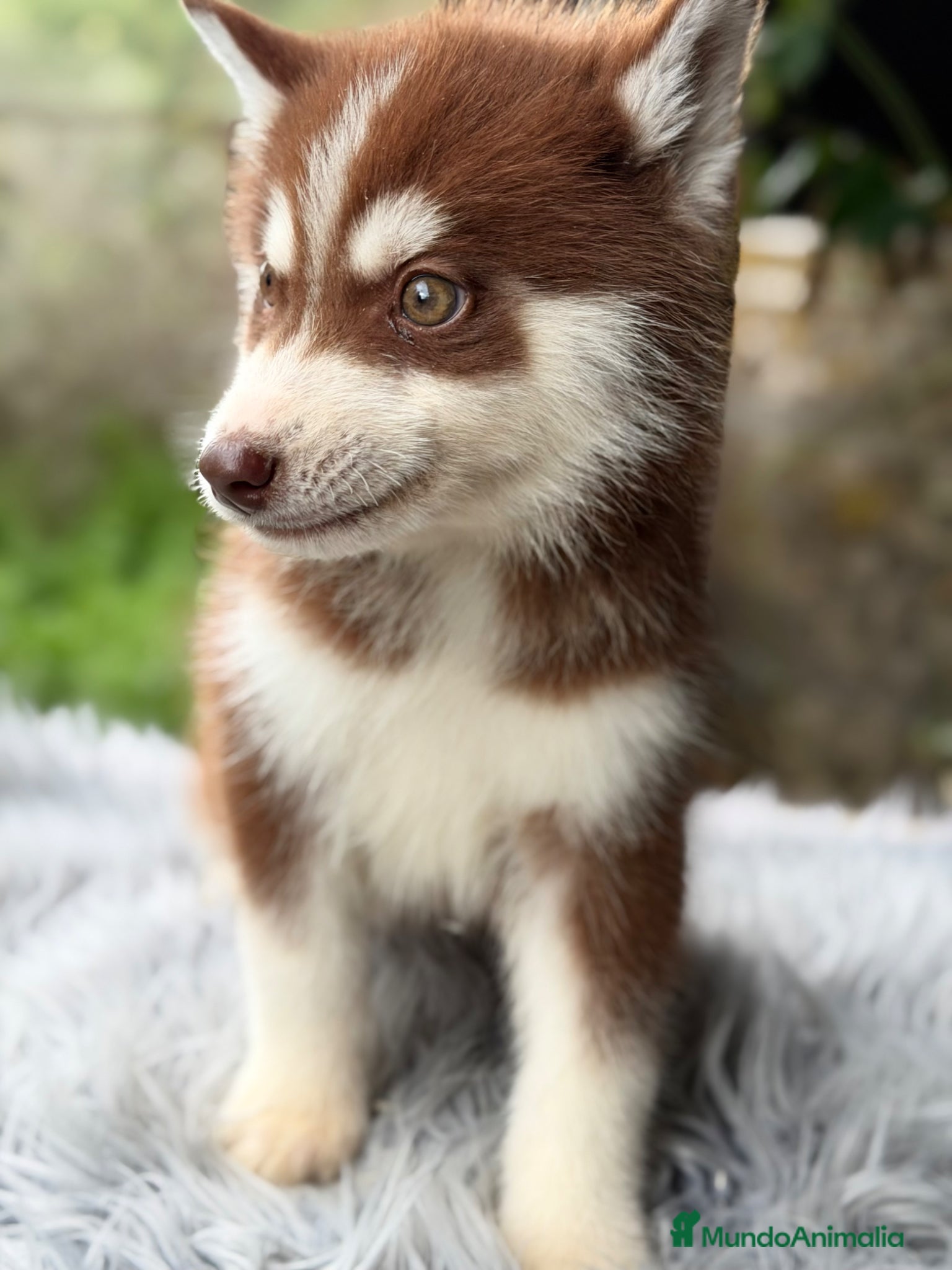 Husky Siberiano perros Husky rojo macho  - Anuncio 2