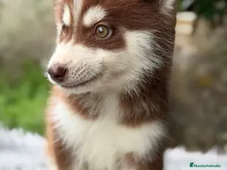 Husky Siberiano perros Husky rojo macho - Anuncio 2