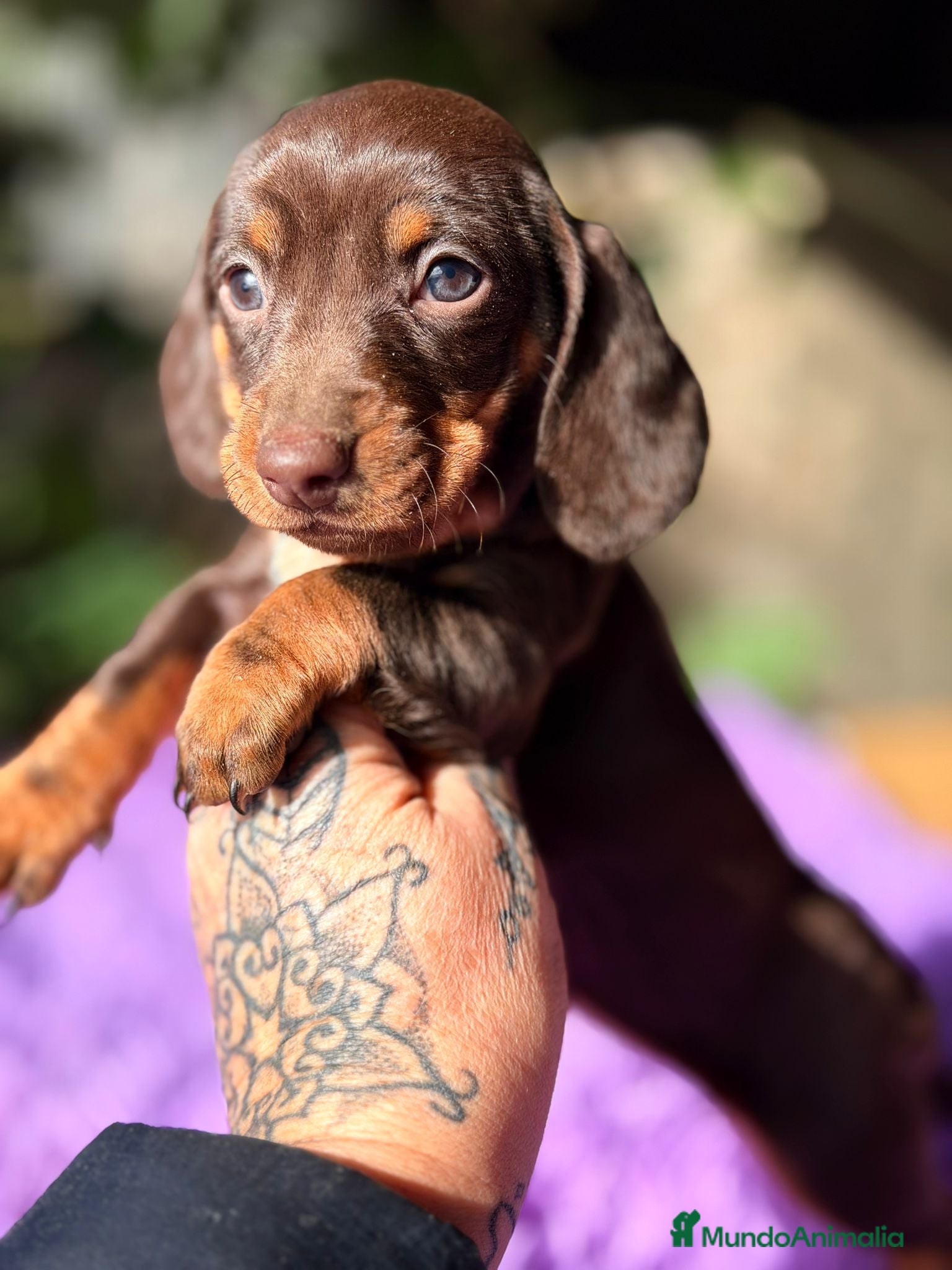 Teckel Miniatura perros TECKEL CHOCOLATE HEMBRA  - Anuncio 2