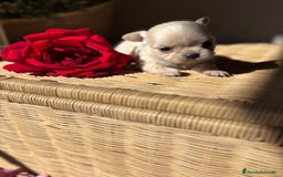 Chihuahua perros en venta: Chihuahuas cabeza manzana toy !! - Imagen 1