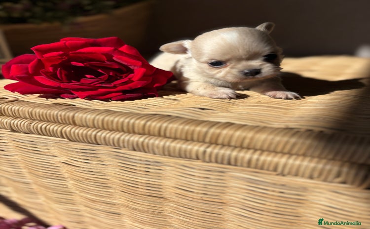 Chihuahua perros - Anuncio 4