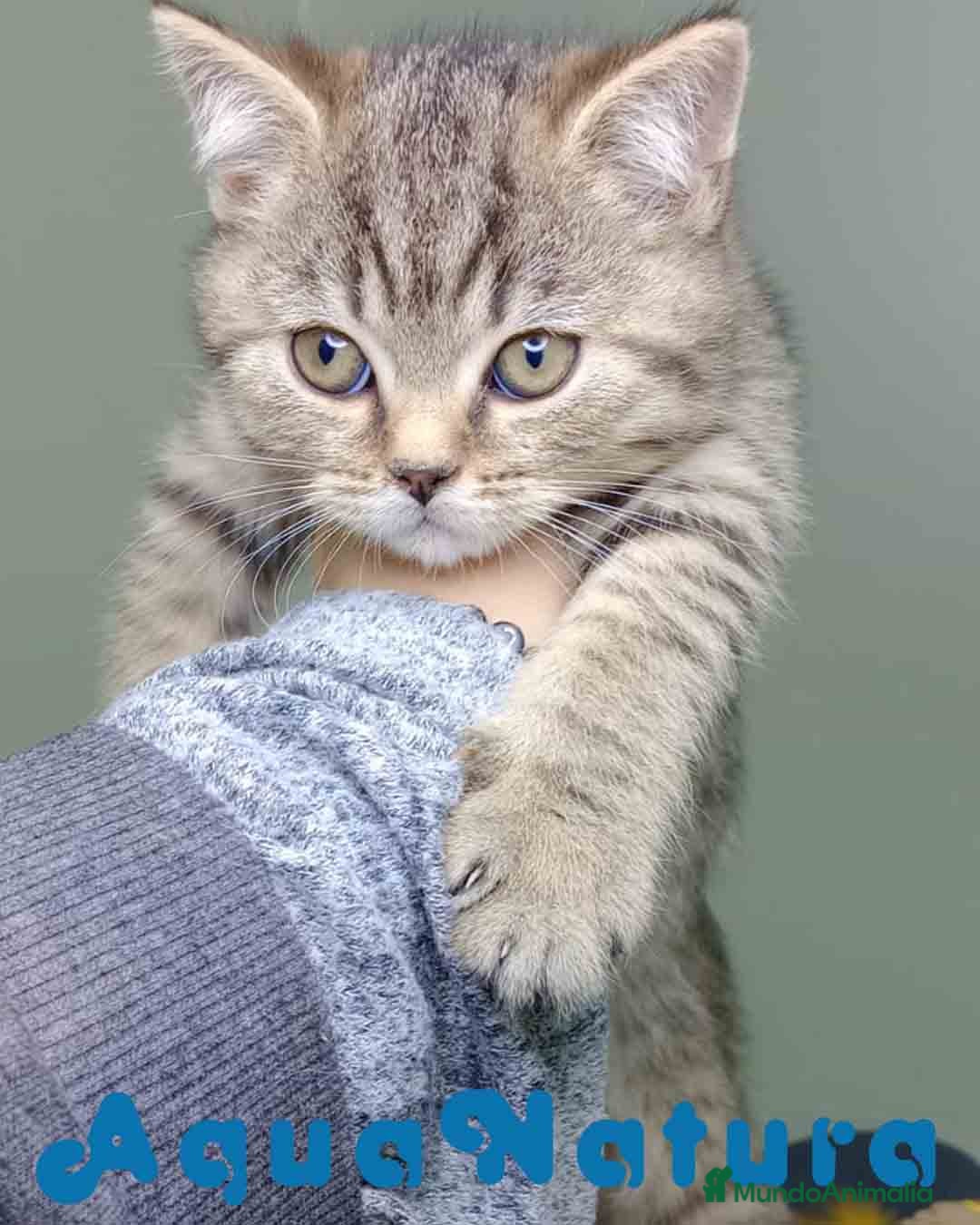 Británico de Pelo Corto gatos en venta: British Macho 4474 AQUANATURA - Anuncio 4