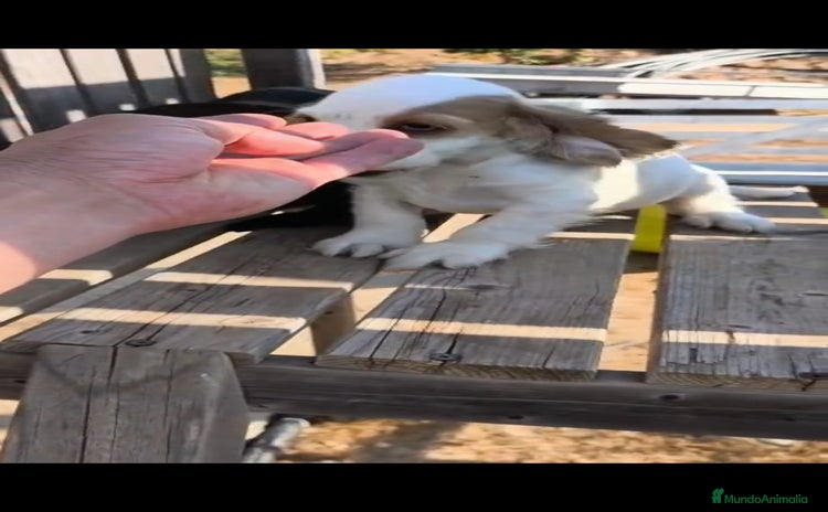 Cocker Spaniel Inglés perros - Anuncio 6