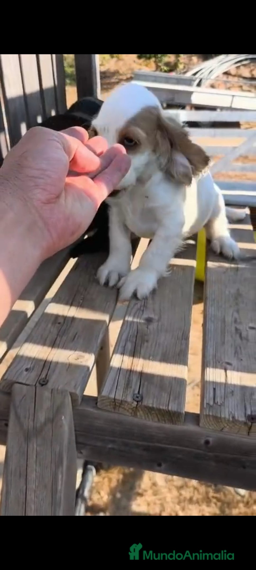 Cocker Spaniel Inglés perros en venta: Cocker spaniel ingles - Imagen 1