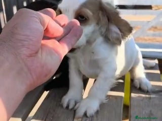 Cocker Spaniel Inglés perros - Anuncio 3