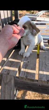 Cocker Spaniel Inglés perros - Anuncio 3