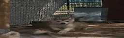 Alaskan Malamute perros en venta: Hembras de Alaskan Malamute  - Anuncio 2
