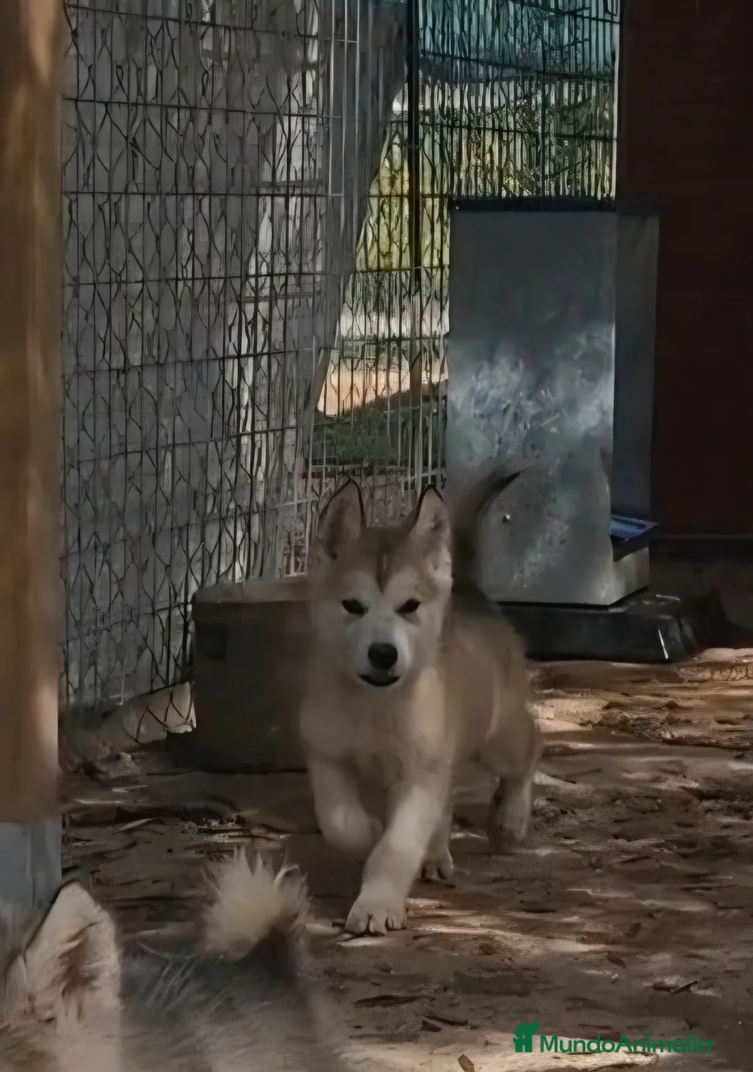 Alaskan Malamute perros en venta: Hembras de Alaskan Malamute  - Anuncio 2