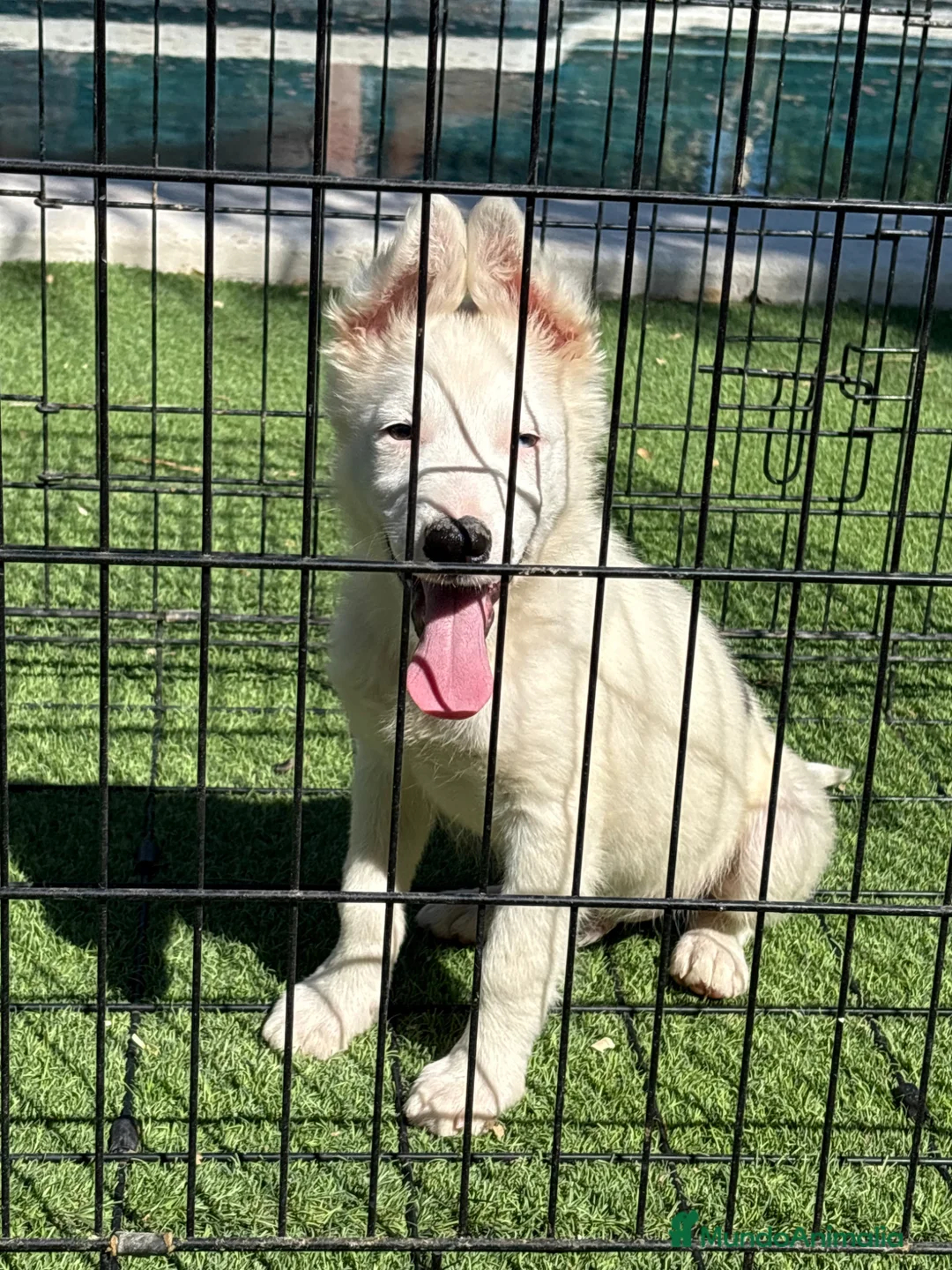 Border Collie perros en venta: Cachorro Border collie ojo azul  - Anuncio 2