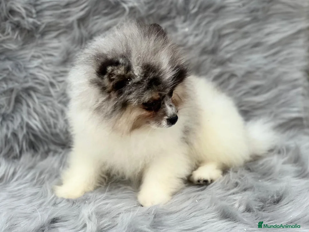 Pomerania perros en venta: POMERANIA RUSO EXÓTICO DISPONIBLE en Barcelona - Anuncio 1