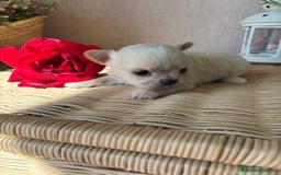 Chihuahua perros en venta: Chihuahua Toy macho disponible  - Imagen 4