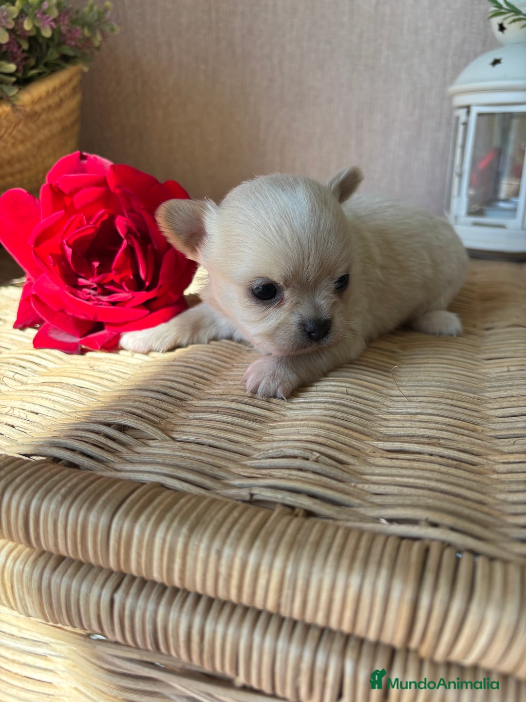 Chihuahua perros en venta: Chihuahua Toy macho disponible  - Imagen 4
