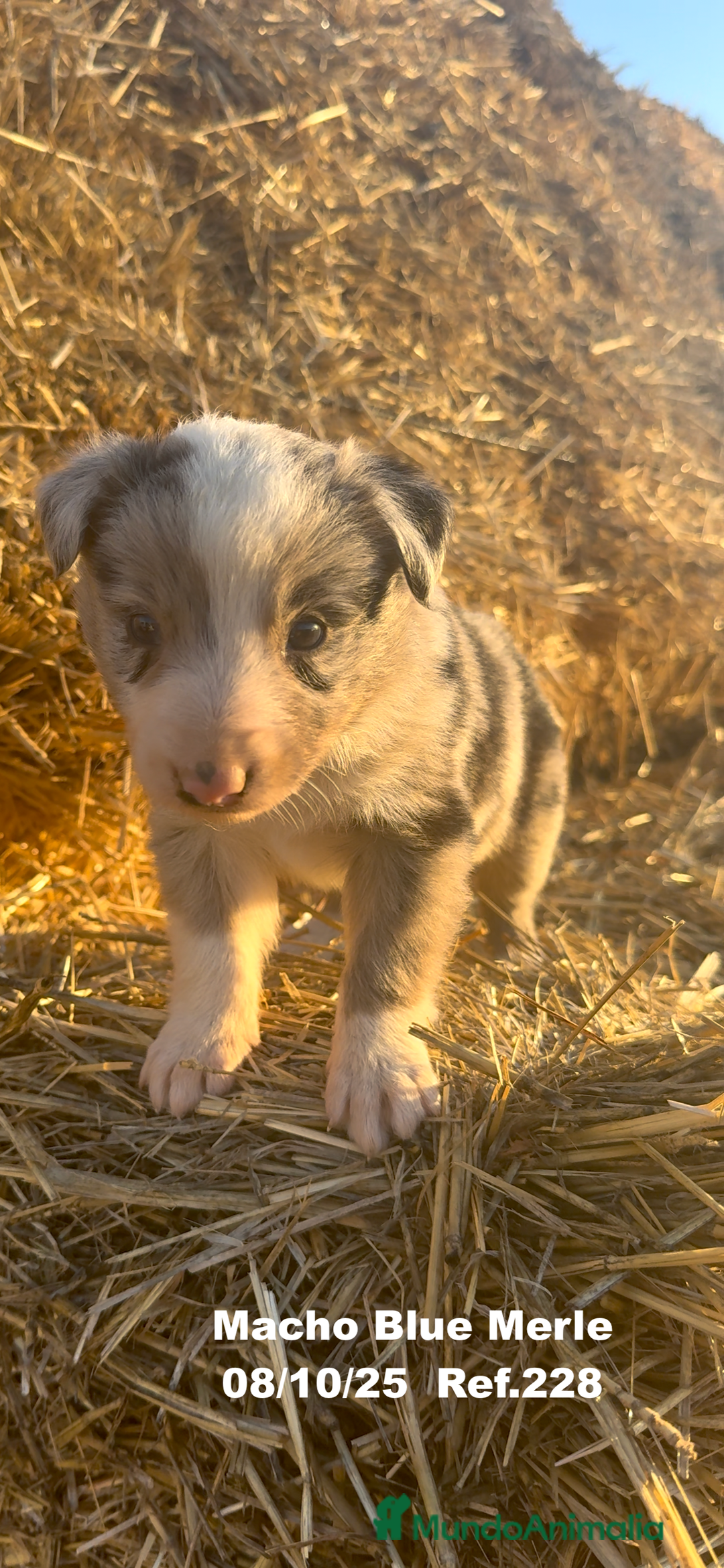 Border Collie perros en venta: Border Collie Blue Merle - Anuncio 14