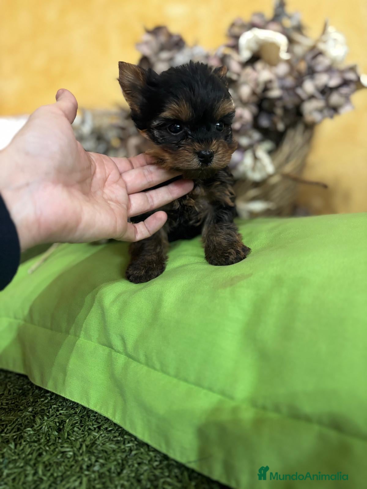 Yorkshire Terrier perros Yorkshire toy macho y hembra  - Anuncio 2