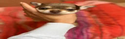 Chihuahua perros en venta: Chihuahua hembra chocomerle🩷🐶🐾 en Murcia - Anuncio 6