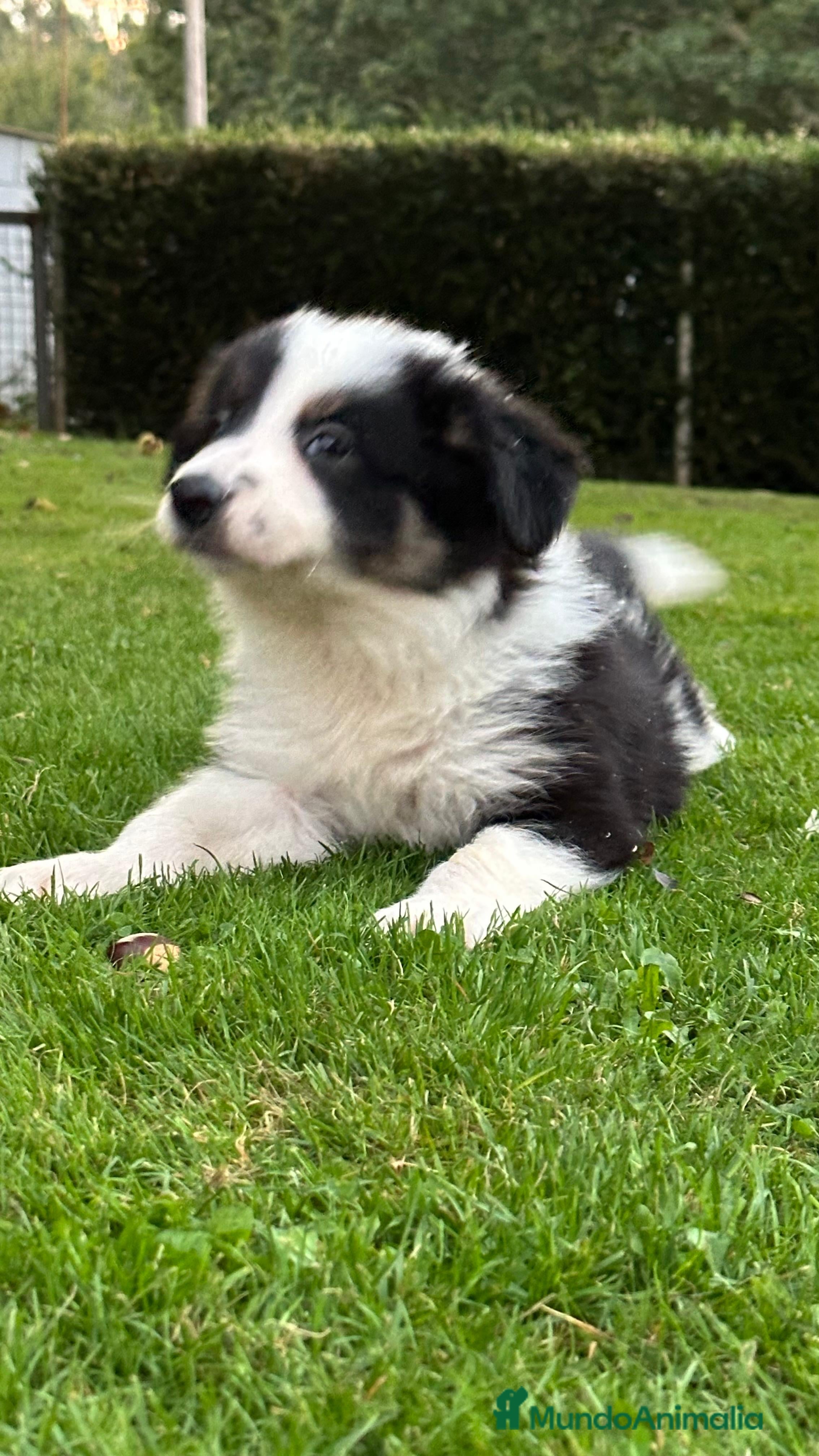 Border Collie perros Border collie tricolor  - Anuncio 2