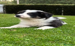 Border Collie perros en venta: Border collie tricolor  - Imagen 1