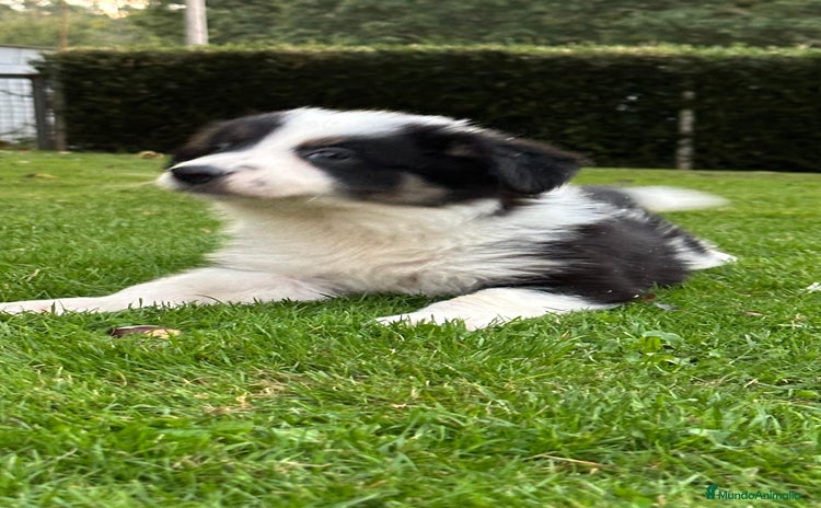 Border Collie perros - Anuncio 6