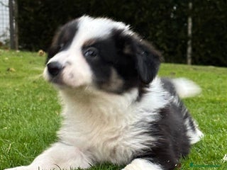 Border Collie perros - Anuncio 1