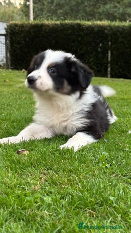 Border Collie perros - Anuncio 1