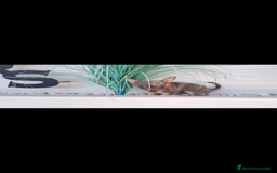 Raza Mixta perros en venta:  chipim con ojos azules  - Imagen 2