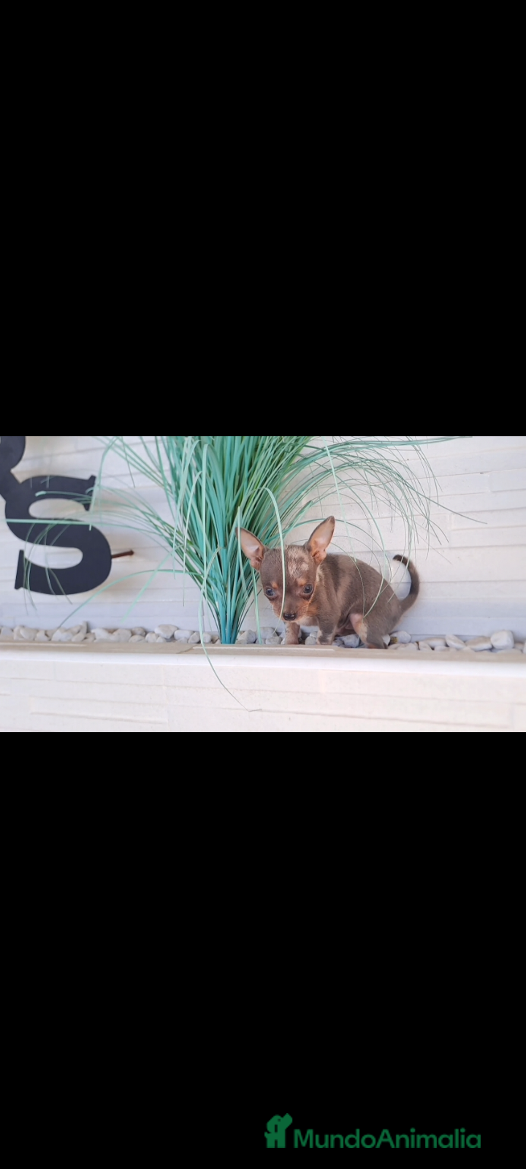 Raza Mixta perros en venta:  chipim con ojos azules  - Imagen 2