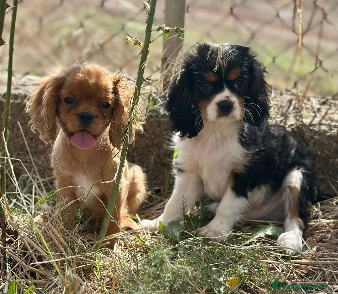 Cavalier King Charles Spaniel perros en venta: Cavaller king  - Imagen 3