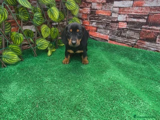Nala