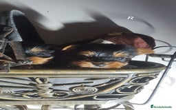 Yorkshire Terrier perros en venta: YORKSHIRE TOY CALIDAD Y SELECCIÓN  - Imagen 3