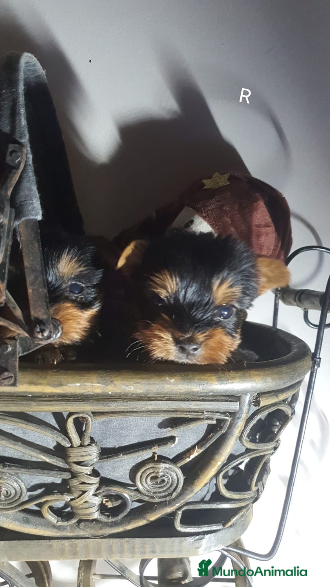 Yorkshire Terrier perros en venta: YORKSHIRE TOY CALIDAD Y SELECCIÓN  - Imagen 3