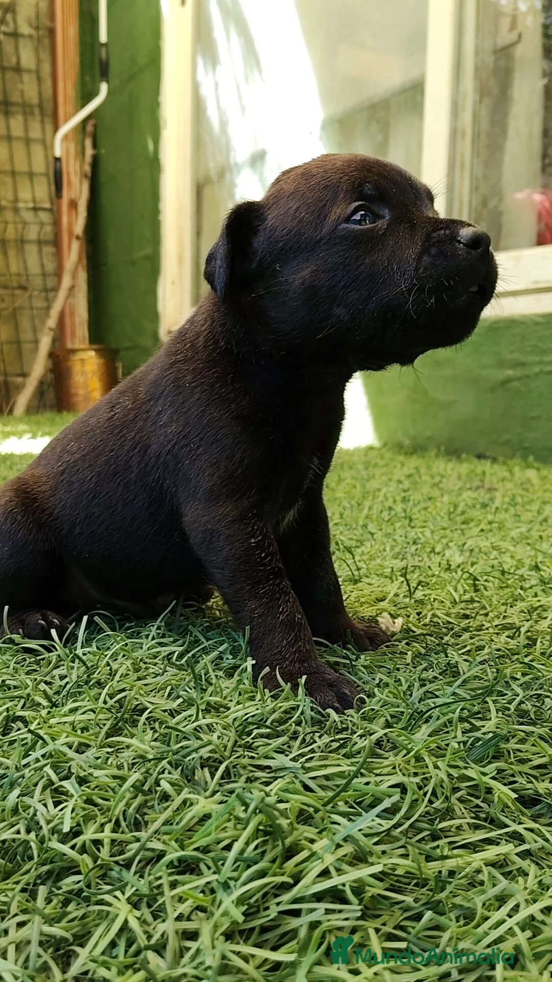 Staffordshire Bull Terrier perros en venta: Staffordshire Bull Terrier cachorros - Anuncio 10