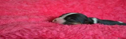 Cavalier King Charles Spaniel perros en venta: cachorros calidad compañia macho y hembra - Anuncio 6