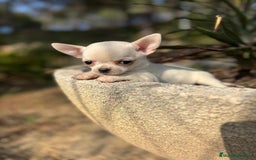 Chihuahua perros en venta: Chihuahua pelo corto !!!!  - Anuncio 4