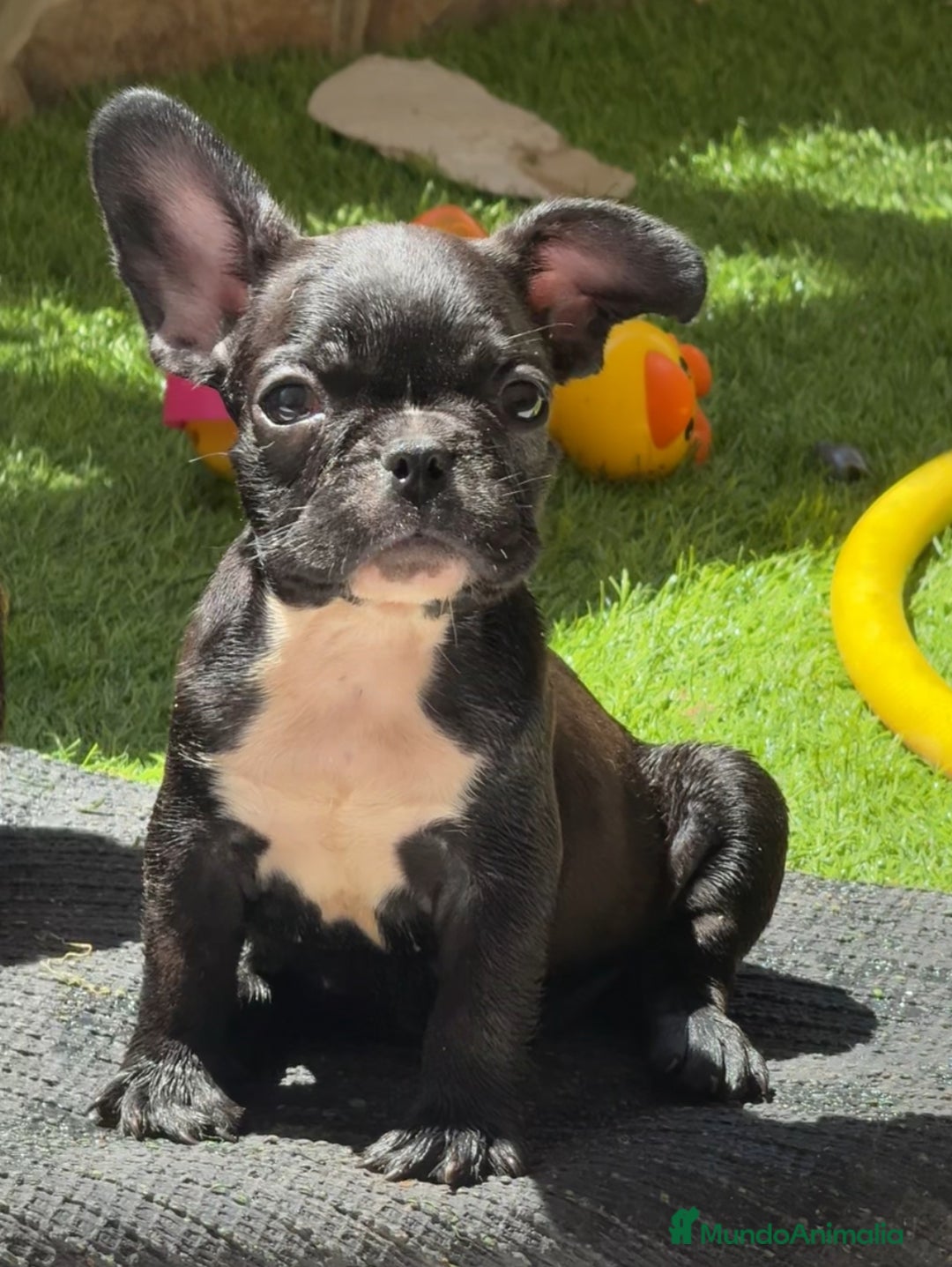 Bulldog Francés perros en venta: Bulldog francés hembra  - Imagen 3
