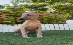 Pequeño Lebrel Italiano perros en venta: PICCOLO ISABELA macho - Imagen 2