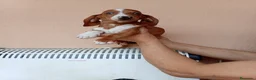 Teckel Miniatura perros en venta: Teckel mini bicolor - Anuncio 19