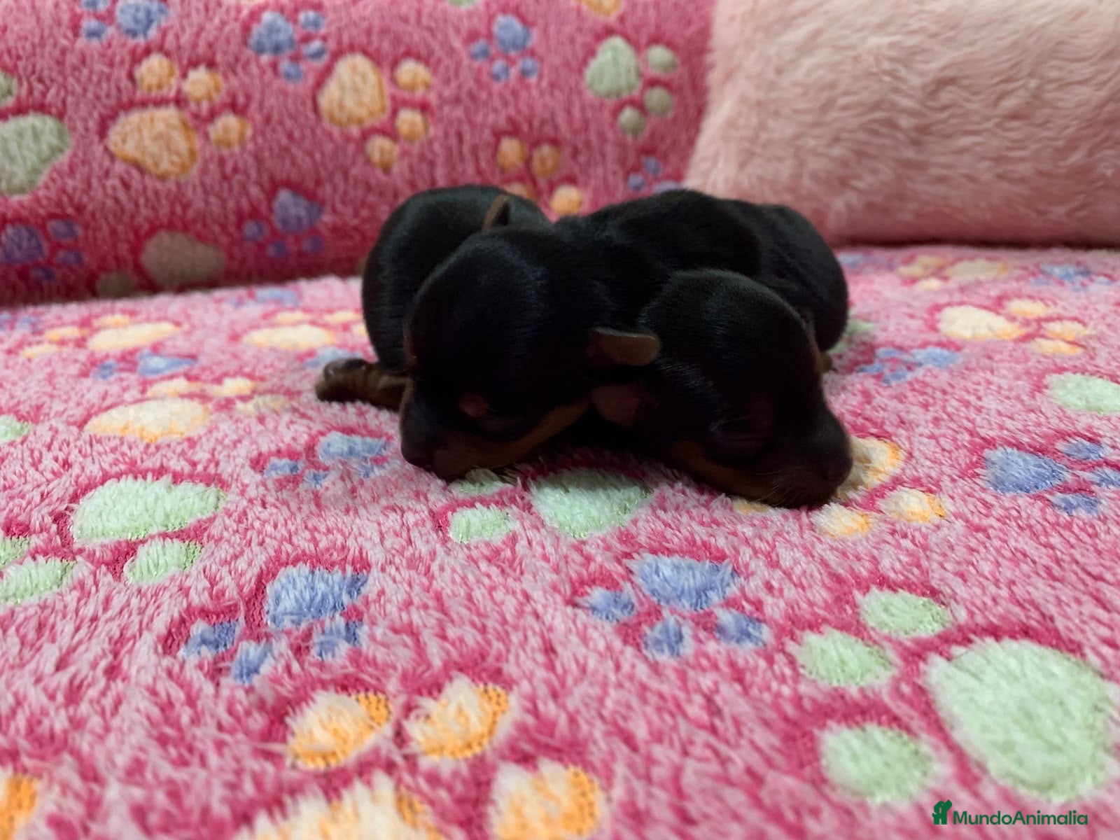 Yorkshire Terrier perros 🐾 Reserva tu Pequeñ@ Yorkshire Terrier - Anuncio 1