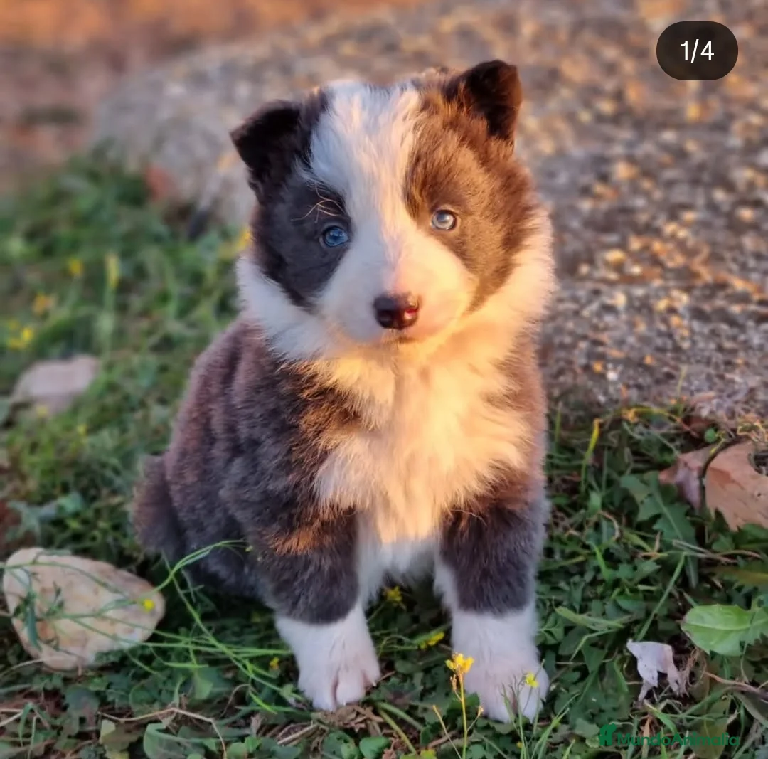 Border Collie perros en venta: Cachorros border collie - Anuncio 1