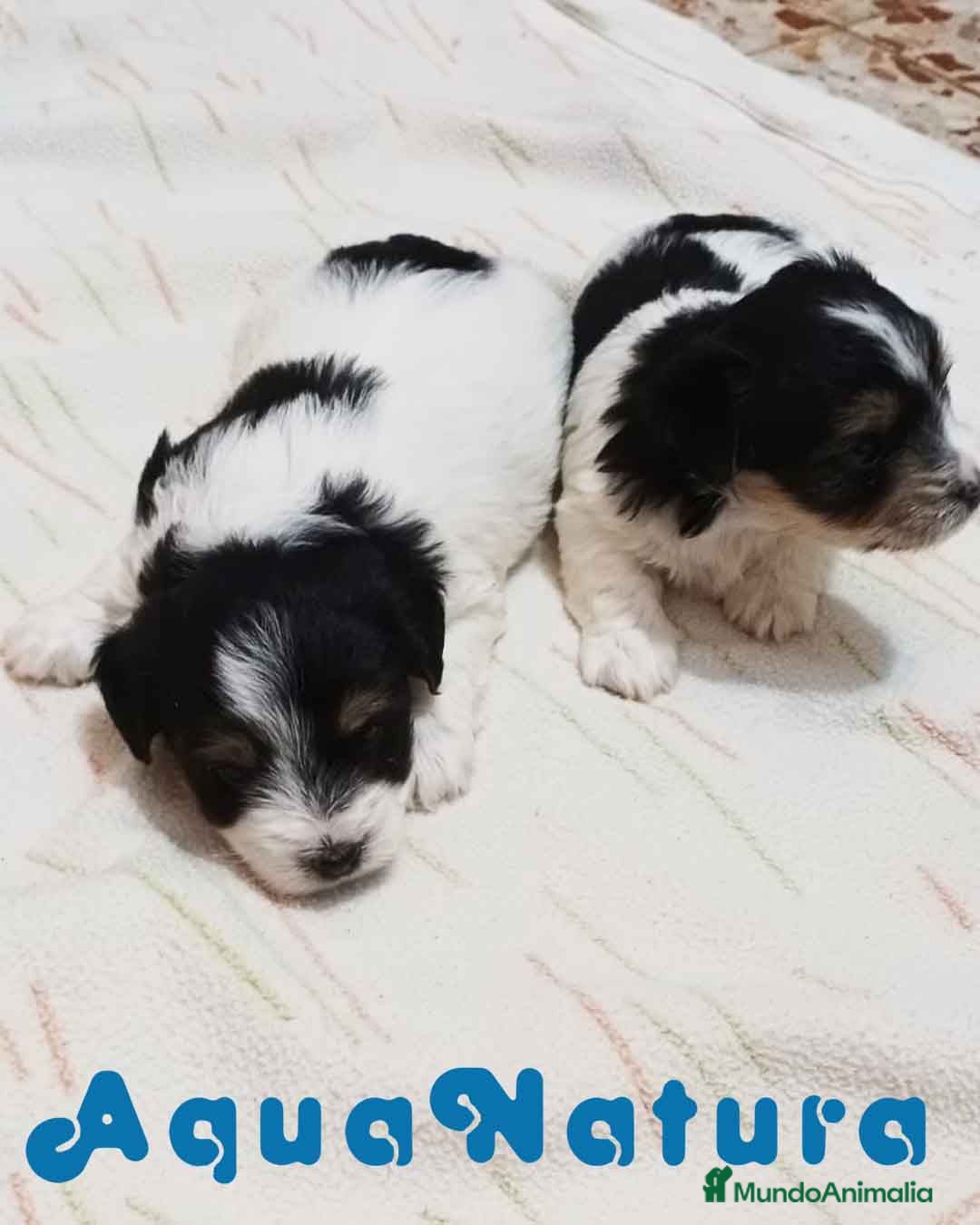 Biewer Yorkshire Terrier a la Pom Pon perros Camada Yorkshire Biewer - AQUANATURA en Barcelona - Anuncio 10