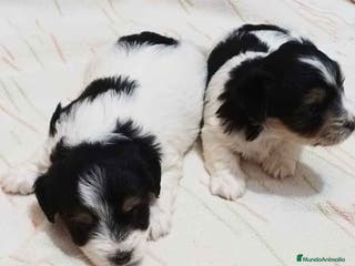 Biewer Yorkshire Terrier a la Pom Pon perros Camada Yorkshire Biewer - AQUANATURA en Barcelona - Anuncio 29