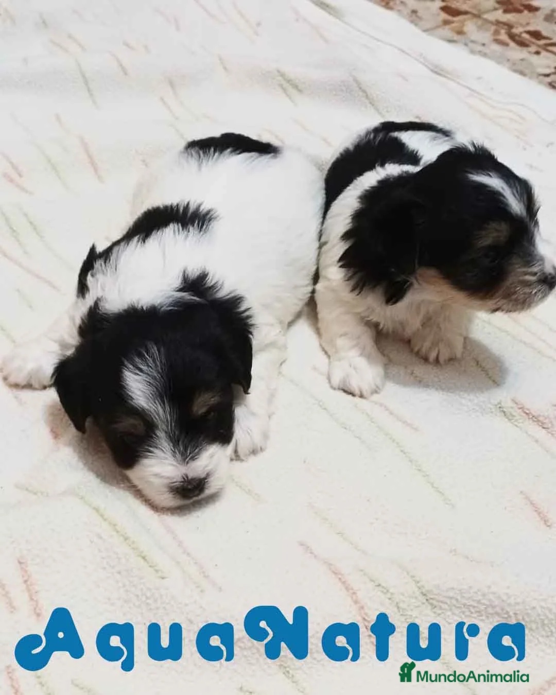 Biewer Yorkshire Terrier a la Pom Pon perros en venta: Camada Yorkshire Biewer - AQUANATURA en Barcelona - Anuncio 1