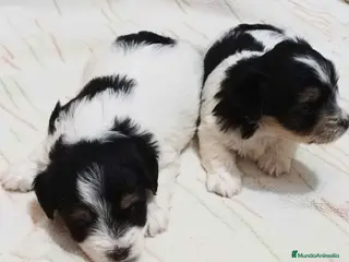 Biewer Yorkshire Terrier a la Pom Pon perros Camada Yorkshire Biewer - AQUANATURA en Barcelona - Anuncio 12