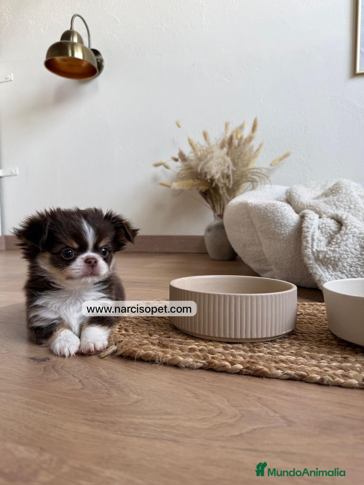 Chihuahua perros CHIHUAHUA PELO LARGO HEMBRA - Anuncio 5