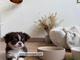 Chihuahua perros CHIHUAHUA PELO LARGO HEMBRA - Anuncio 5