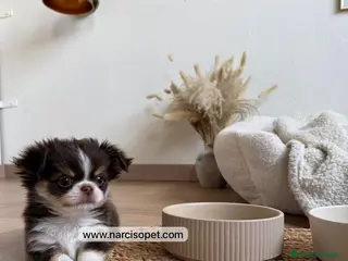 Chihuahua perros CHIHUAHUA PELO LARGO HEMBRA - Anuncio 13