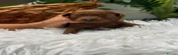 Raza Mixta perros en venta: CANICHE TOY ROJO - Anuncio 9