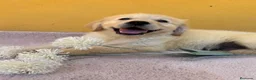 Labrador Retriever perros en venta: Cachorros de labrador - Anuncio 4