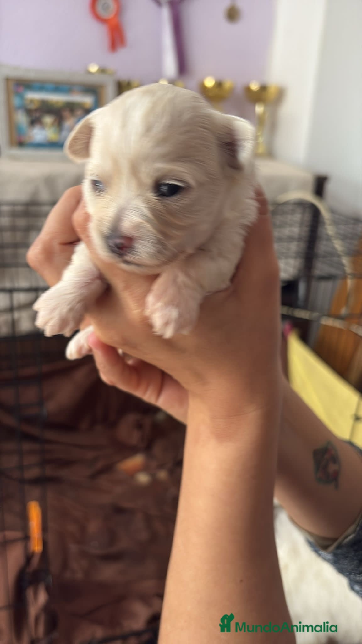 Bichón Maltés perros Preciosos Bichon maltes  - Anuncio 1